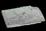 Fossil Bird Track - Green River Formation, Utah #105510-1